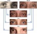 eyes.jpg