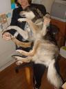 spider-dog.jpg