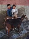 cabras.jpg