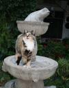 cat.jpg