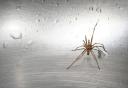 spider1.jpg