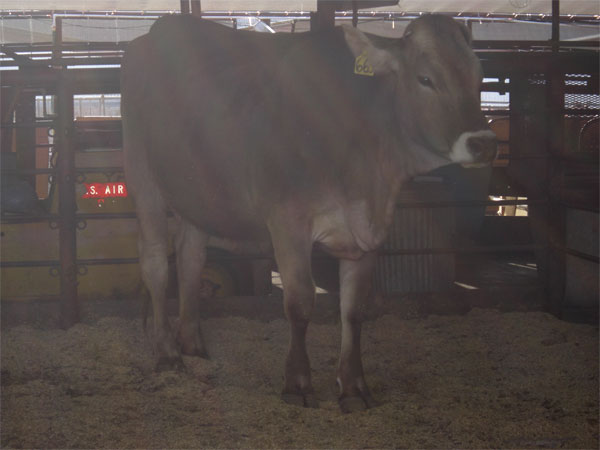 cow