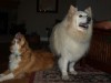 Bailey & Buddy