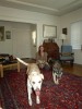 Jill, Jackson & Stella 2