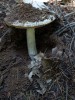 New Mushroom on the Trail