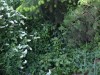 Poison Oak & Pine Poison Oak & Pine