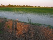 self