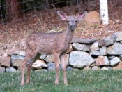 fawn fawn