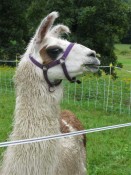 llama
