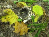 nest