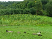 sheep