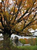 barn-tree barn-tree