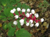 berries