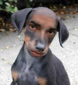 dachschund