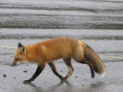 foxy