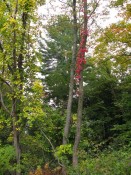 red-tree