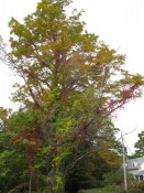 yellow-tree