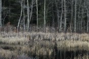 marsh marsh