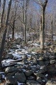 snowy-woods