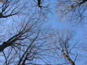 trees trees