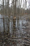wet-trees wet-trees