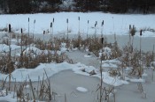 cattails