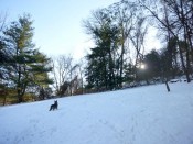 field-dog field-dog