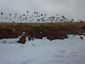 geese geese