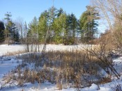 last-pond last-pond