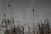 mypond1