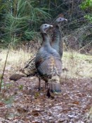 turk turk