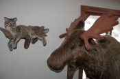 wildlife