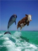 cow