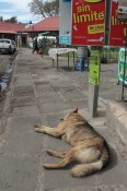 perro