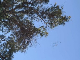 Mystery Tree