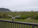 Lame Seagull, Quileute Ocean Resort