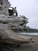 Petrified Tree, Quileute Resort