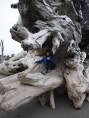 Tree Trunk, La Push