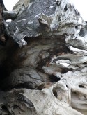 Petrified Tree, La Push