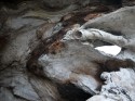 Petrified Tree, La Push