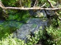 Plant-Cleansed Stream, Hoh
