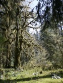 Rainforest in the Sun