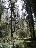 Rainforest in the Sun