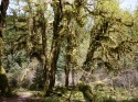 Rainforest in the Sun