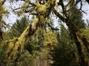 Rainforest in the Sun