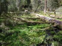 Hoh Rain Forest