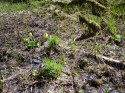 Hoh Rain Forest
