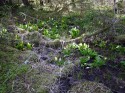 Hoh Rain Forest